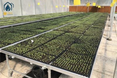 China Serra Galvanizado Rede de plantas de interior mesas de cultivo bancada rolante cama de sementes de infância à venda