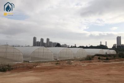 Cina Serra di galleria agricola Serra a pellicola PE a lunghezza singola per impianti di fiore in vendita