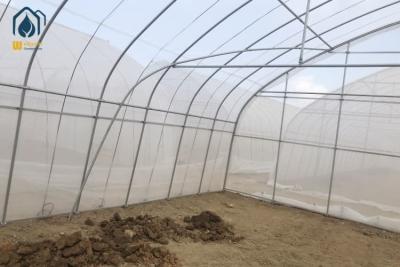 China Polytunnel de plástico agrícola Estufas de espessura única para vegetais Frutas Flores à venda