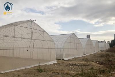 China Commercial Tunnel Greenhouse Single Span Plastic Film Greenhouse For Vegetables for sale