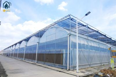 China Custom Plastic Multi Span Greenhouse For Optimal Crop Growth And Efficiency for sale