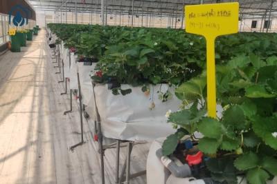 China Baños para el cultivo de fresas en interiores Invernadero Sistema de cultivo vertical en barrancos hidropónicos de PVC en venta