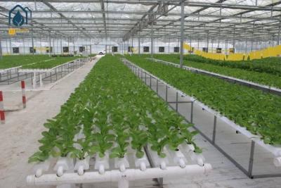 China Agricultural Vertical NFT Hydroponic Lettuce Growing Systems Equipment In Greenhouse for sale