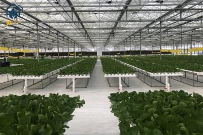 China Groenhuis hydroponisch verticaal NFT hydroponisch systeem Grondloze groentenplantbakken Te koop