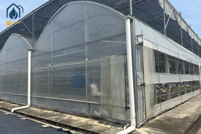 China Plastic Multi Span Eco Friendly Greenhouse With Temperature Controlled Growing for sale