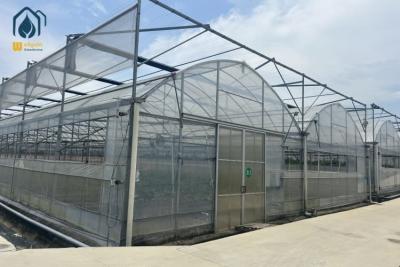 China Large Scale Farming Multi Span Film Greenhouse Customizable For crop cultivation for sale