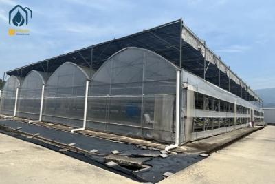 China Hydroponic Multi Span Greenhouse For Vegetable Production And Herbs Cultivation Systems for sale