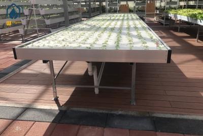 China Green House Ebb And Flow Rolling Benches Medical Plants Nursery Hydro Flood Tables for sale