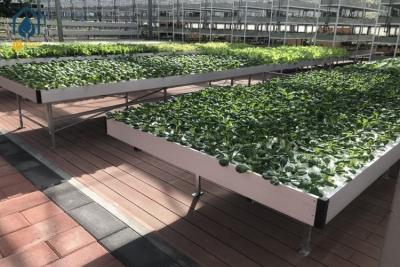 China Hydroponics Ebb And Flow Rolling Benches Greenhouse Plant Trays UV Protection for sale