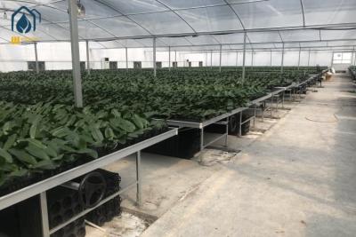 China Sementes de orquídeas bandeja hidropônica de sementeira de plástico para vegetais flores plantação de frutas à venda