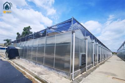 China Dauerhaftes Polycarbonat-Gewächshaus mit Stahlrahmen für die Wintergemüseproduktion zu verkaufen