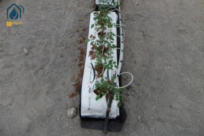 China Tomato Hydroponic PP Roll Vegetables Planting Gutter In Modern Farming for sale