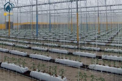 China Cocopeat Hydroponische Wachstumsgruben für den Anbau von Rosen Tomaten Gemüse zu verkaufen