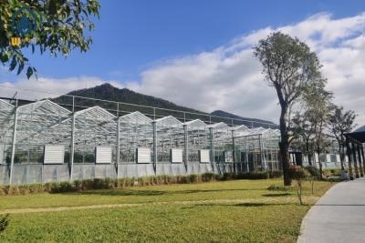 China Großflächige Glas-Multi-Span-Gewächshausstruktur Landwirtschaftliche Tomatenzüchtung Gewächshaus zu verkaufen