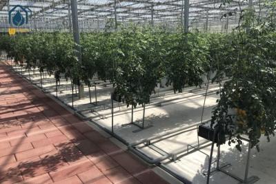 China Plantación de sustrato agrícola sistema de plantación hidropónica a gran escala de alcantarillado en venta