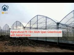 Agricultural PE Film Multi Span Greenhouse with Metal Frame