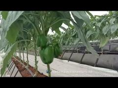 Economical Single Span Tunnel Greenhouse with Soilless Cultivation System