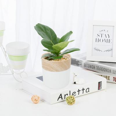 China Wholesale White Modern Home Decor Small Ceramic Wood Grain Flower Pots Planter Pot for sale