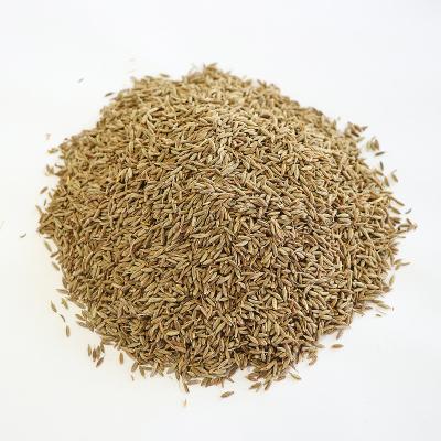 China Chinese dry spices market the best quality of 100% natural organic spice cumin, wholesale price. for sale