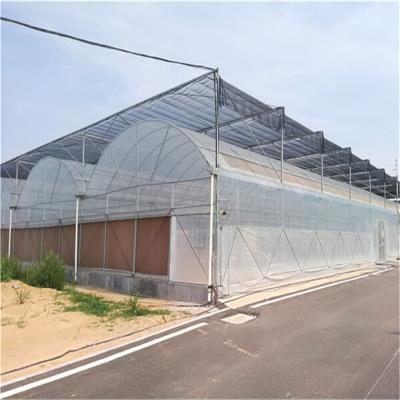 China Low Cost Easy Installed Growing Hydroponics Agriculture Multi-span Film Greenhouses for sale