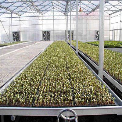 China Stable Growing Structure Greenhouse Seedling Seed Rolling Bench Ebb And Flow Table Growing Rolling Bench For Roses for sale