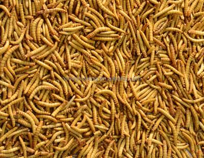 China Viable High Nutritious Bird Food and Fish Food Dried Mealworms for sale