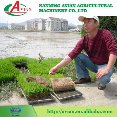 China 6 rows rice planter rice seed planting machine/high quality rice planter with low price for sale