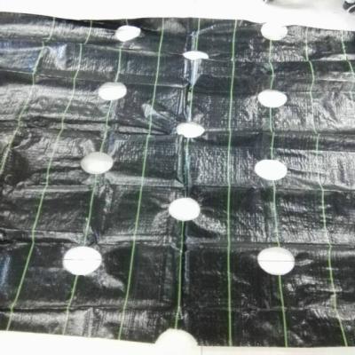 China Hot Sale 100% PP Woven Ground Cover Fabric PP Woven Fabric Or Fabric For Agriculture Or Greenhouse for sale