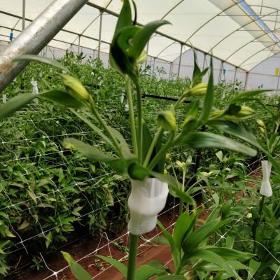 China Eco - Friendly Flower Pack Fresh Flower Foaming Sleeve Net For Fruit Flower Bud for sale