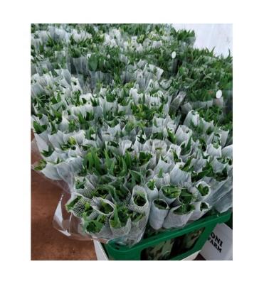 China Flower blossoms rose bud protection net/wine bottle net/bud netting packaging maker for sale