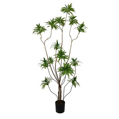 China Decorative Mass Cane Garden Plant Nature Garden Plants Of The Month Artificial Dracaena Reflexa Tree for sale