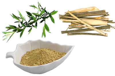 Cina Willow Bark Extract bianca ha standardizzato a 25% Salicin in vendita