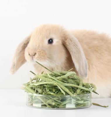 China Sustainable Rabbit Farm Formula is available for all base ages of Alfalfa and Timothy Grass for Small Animal Product for sale