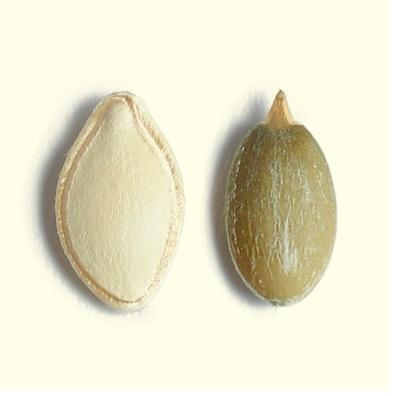 China Bulk Purchase Snow Pumpkin Seed Kernels Dry White Price for sale