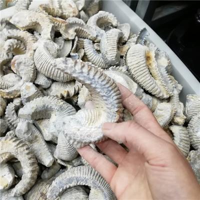 China Wholesale Natural China Oyster Fossil Stone Fossils For Collection for sale