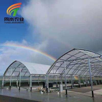 China Stable Structure Easily Assembled Greenhouse Made in Tonglan China Agricultural Tunnel Circle House Greenhouse for sale