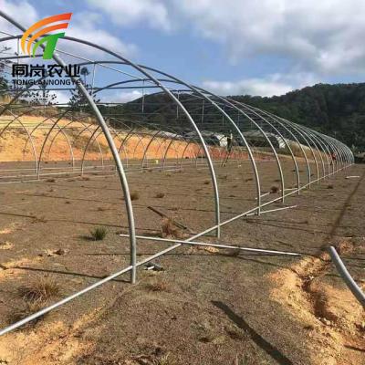 China Stable Structure Easily Assembled Low Cost Sales Steel Frame Multi-span Single-span Tomato Plastic Sheet Greenhouse Agricultural Tent for Winter for sale