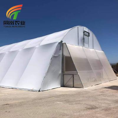 China Stable Structure Easily Assembled Low Cost Single Span Plastic Sheet Mushroom Vegetable Growing UV Coating Greenhouse for sale