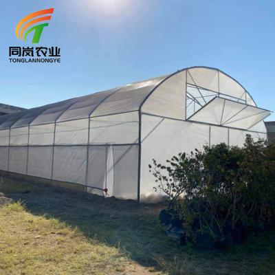 China Stable Structure Easily Assembled Farm House Arches Greenhouse Aluminum Profile Plastic Tunnel For Vegetables Agricultural Greenhouse for sale