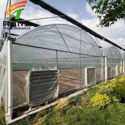 China Stable Structure Easily Assembled Multi-span Plastic Sheet Greenhouse Tomato Greenhouse And Strawberry Greenhouse Turnkey Project for sale