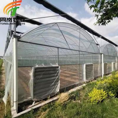 China Stable Structure Easily Assembled Multi-span Plastic Film Greenhouse For Vegetables / Cucumber Hydroponic Straweberry Growing for sale