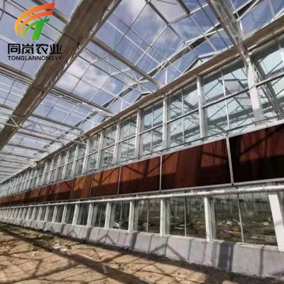 China Stable Structure Easily Assembled Venlo Type Galvanized Steel Structure Glass Greenhouse With Spraying System For Hydroponics for sale