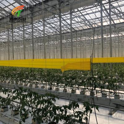 China Stable Structure Easily Collected Tempered / Blueberry / Strawberry / Float Glass Greenhouse Fruit Vegetable Multi-span for sale