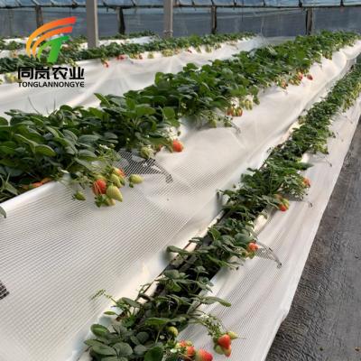 China Stable Structure Easily Assembled Agriculture Greenhouse Strawberry System Container Plant Plant for sale