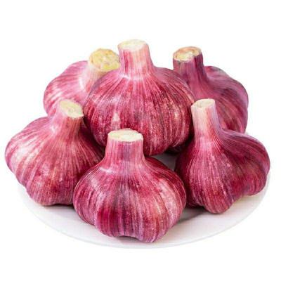 China 5.0cm Shandong fresh garlic 6p pure white Chinese fresh press garlic for sale