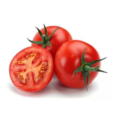 China High Quality Canned Tomato Peeled 210g*6 Canned Peeled Tomatoes Natural Ingredients Peeled Tomatoes for sale