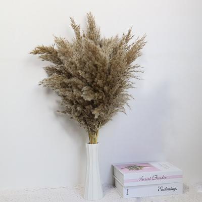 China OCRSB New Style Natural Dried Flower Decoration Dried Pampas Grass for sale