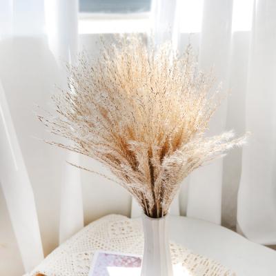 China High Quality Dried Small Decorative Flower Dried Natural Pampasgrass With Soft Felling for sale