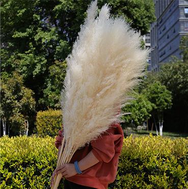 China Boho Amazon Customization Preserved Dried Flower Beige Dried Pampas Grass For Home Decor for sale