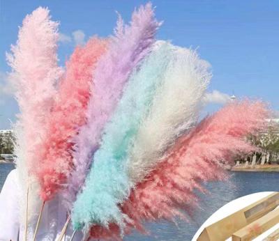 China Home Decoration China Dry Natural Dried Flower Wedding Long Lasting Valentine Gift OEM OEM Leaves Packing Color Pampas for sale